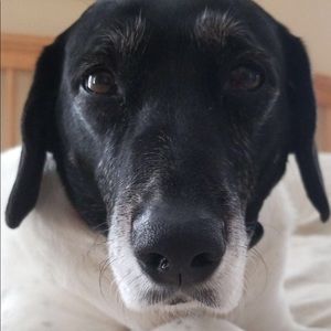 Meet your Posher, Rosemary